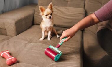 Confira 5 dicas de higienização para casas com cães e gatos