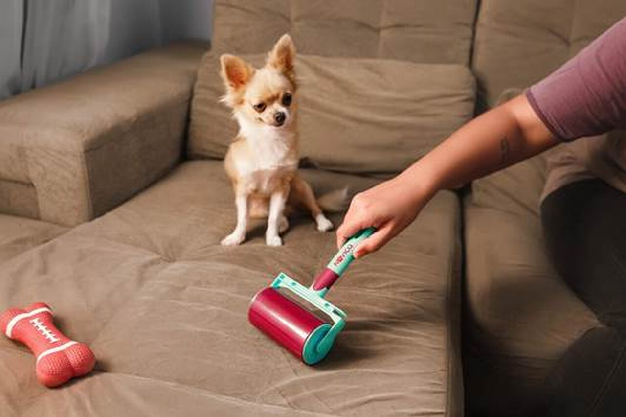 5 tips för rengöring i hem med hundar och katter