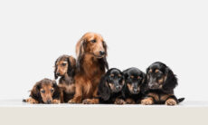 Dachshund dá à luz uma ninhada recorde de 11 filhotes