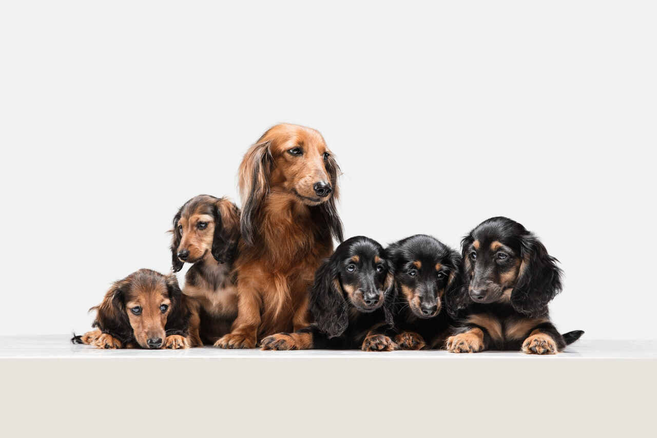 Dachshund bevalt van een recordnest van 11 puppy's
