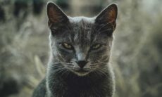 10 coisas que os humanos fazem e que os gatos detestam