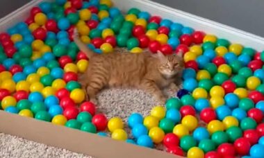 Vídeo: conheça o gato mais mimado do mundo, que leva uma vida de dar inveja à maioria dos humanos (Foto: Reprodução/TikTok)