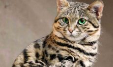 Gato-bravo-de-patas-negras. Foto: Wikipedia