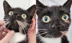 Gata adotada surpreende novos donos por ter dois narizes
