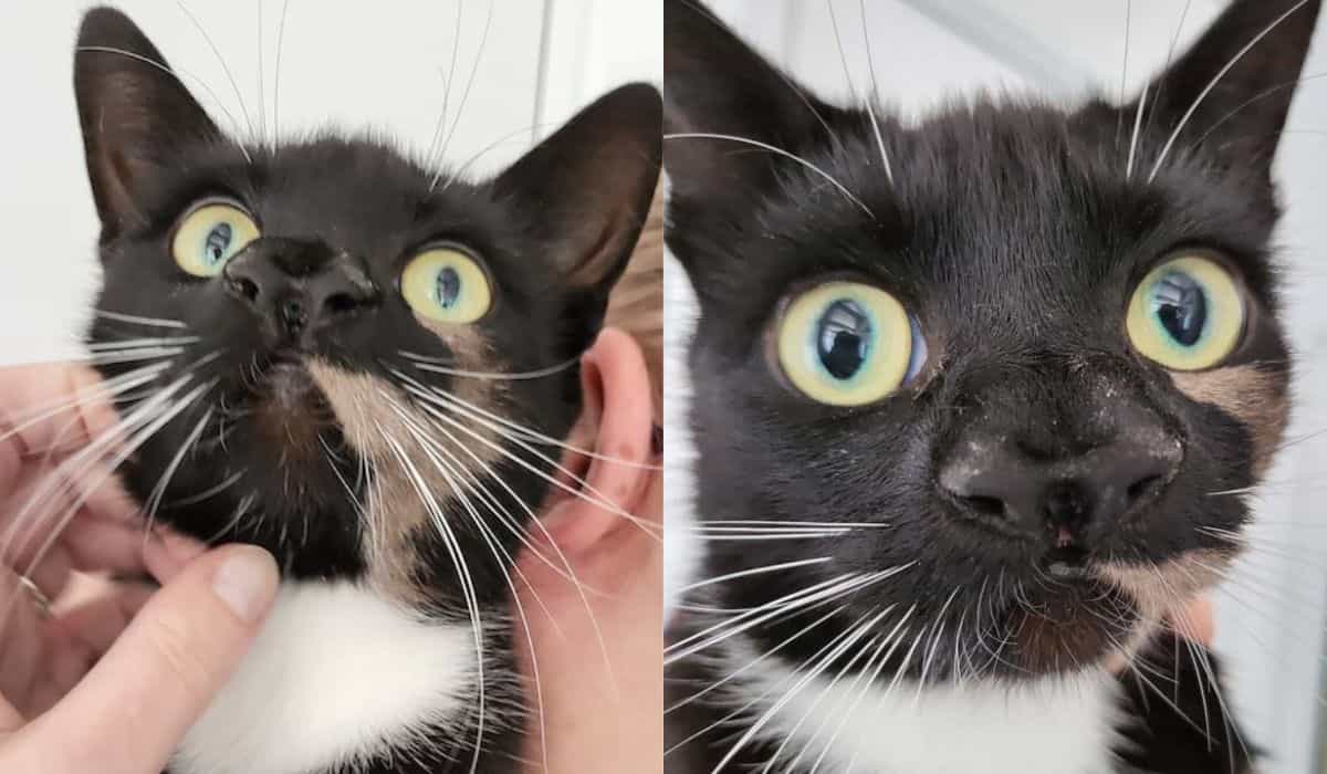 Adoptowany kot zaskakuje nowych właścicieli dwoma nosami