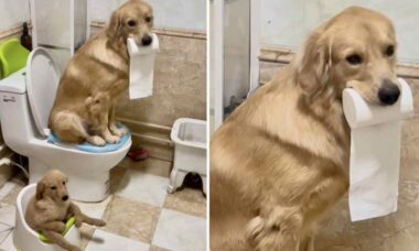 Vídeo registra cadela e filhote usando o banheiro de maneira exemplar