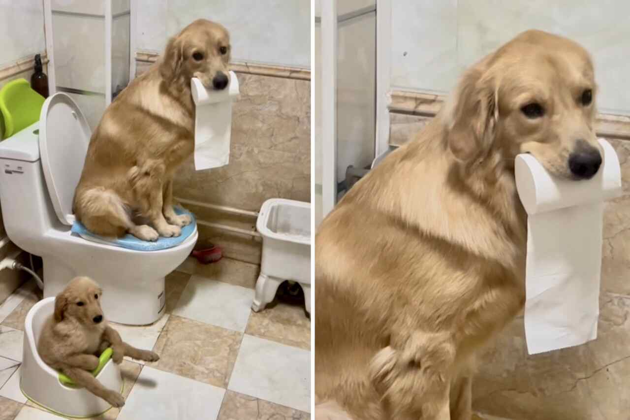 Video registreert een hond en haar puppy die op een voorbeeldige manier het toilet gebruiken