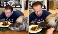 Vídeo: Schwarzenegger tenta comer em paz, mas burrinho e pônei não deixam