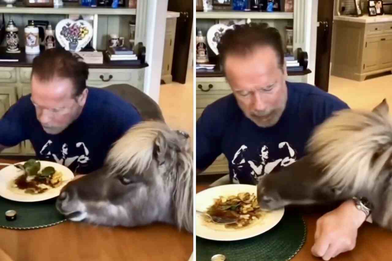 Video: Schwarzenegger attempts to eat in peace, but a donkey and a pony won't let him