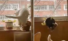 Vídeo hilário: dificilmente você vai encontrar gatos mais destruidores que esses