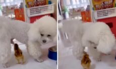 Vídeo hilário: pintinho dá bicada onde não deveria e irrita cãozinho