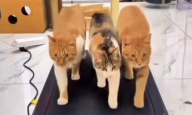 Vídeo registra trio de gatos malhando para chegar em forma ao verão