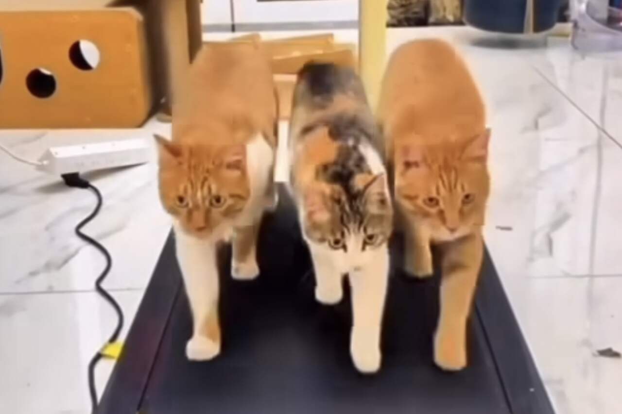 Wideo ukazuje trio kotów ćwiczących, żeby być w formie na lato