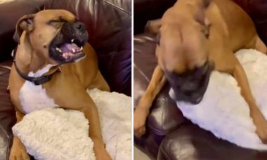 Vídeo hilário: espirro de cachorro parece motor de carro que não quer funcionar