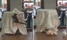 Vídeos impressionantes: você jamais viu gatos destruidores como esses