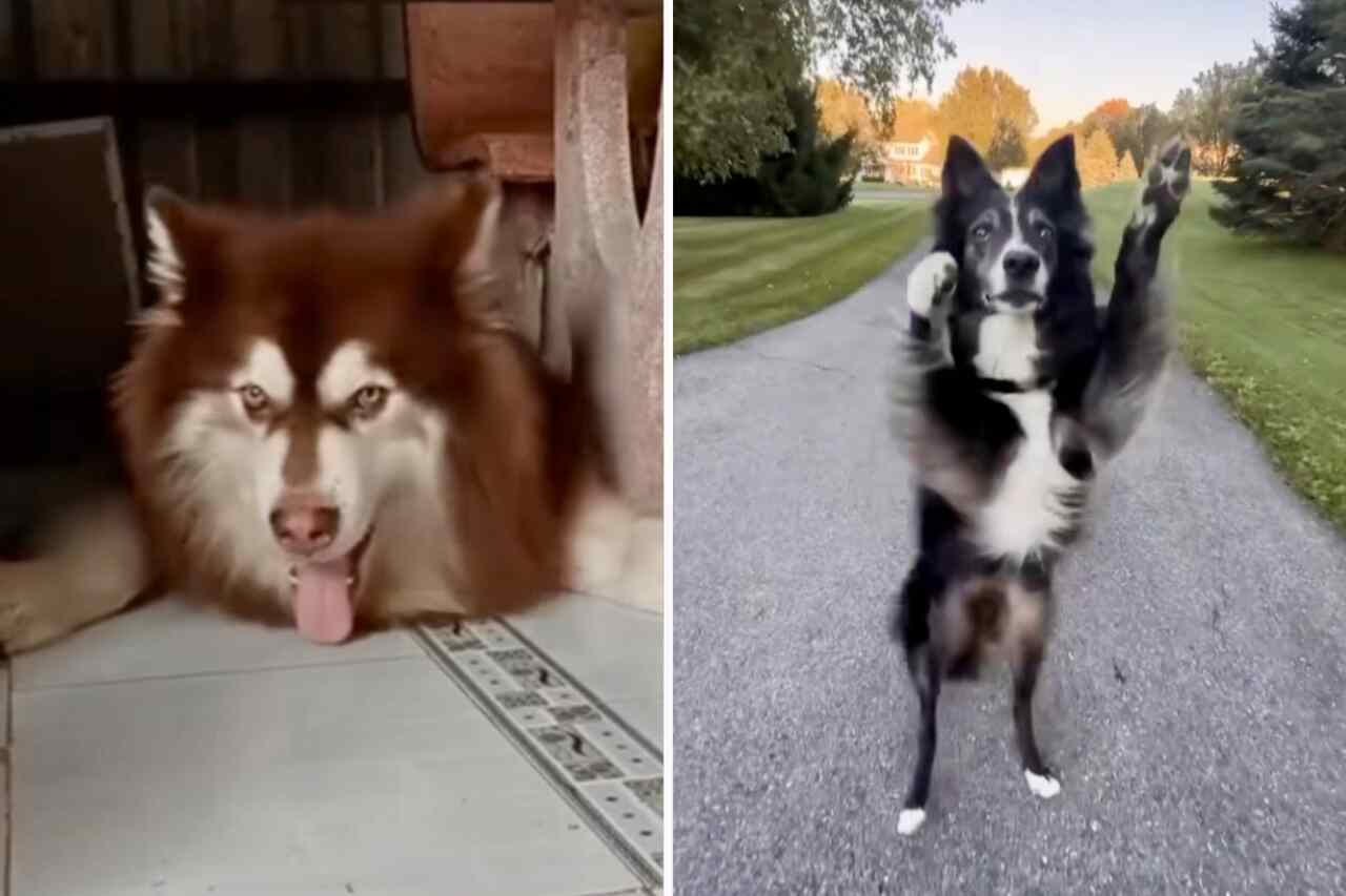 Hilarious Video: Dogs Dance Wildly, With or Without Music