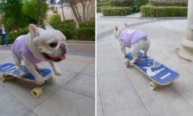 Vídeo: cãozinho buldogue francês faz manobras radicais no skate