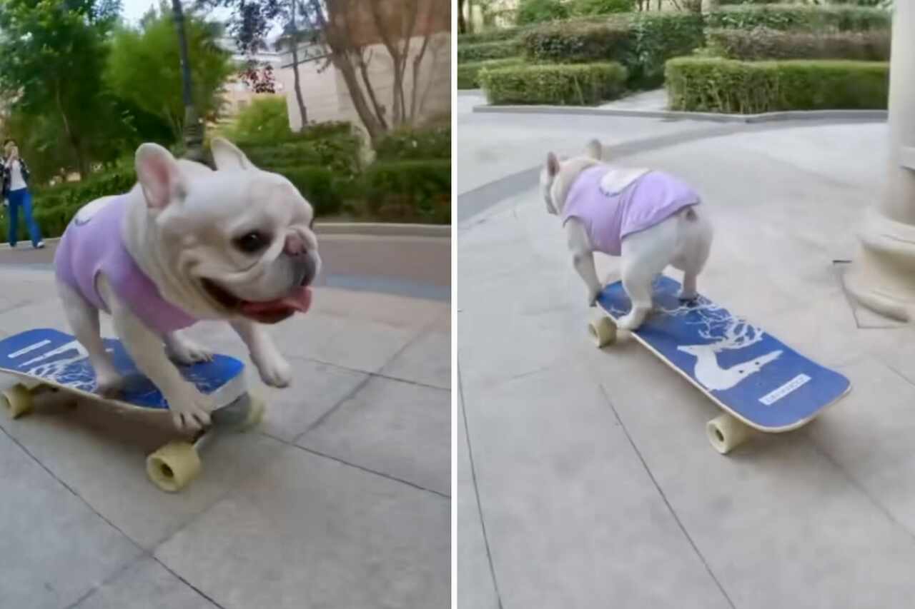 Video: Französischer Bulldoggenwelpe führt radikale Skateboardtricks vor