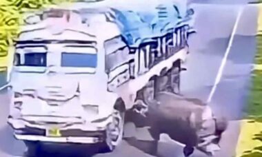 Vídeo impressionante: rinoceronte ataca caminhão e quase vai a nocaute