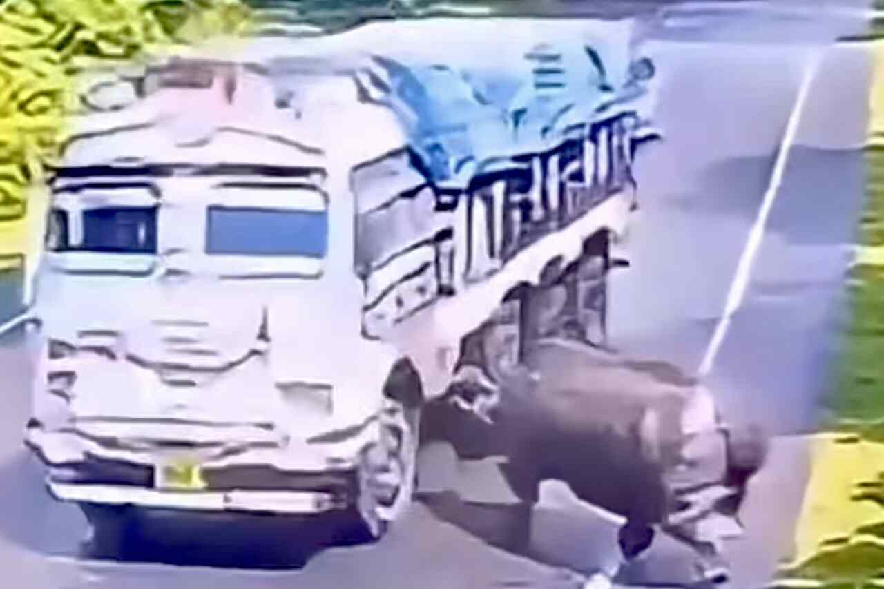 驚愕のビデオ: サイがトラックを攻撃してノックアウト寸前
