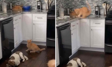 Vídeos hilários registram pulos do gato que deram muito errado