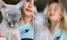 Vídeo: conheça o mais feroz e assustador gato sphynx