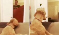 Vídeo hilário: donos fazem truques de mágica e enlouquecem cães e gatos