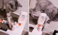 Contém ironia: vídeos flagram casos raros de gatos com transtorno obsessivo-compulsivo