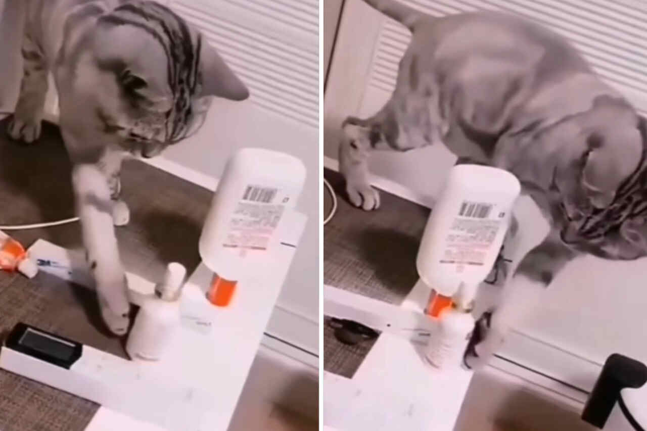 Contains irony: videos capture rare cases of cats with obsessive-compulsive disorder