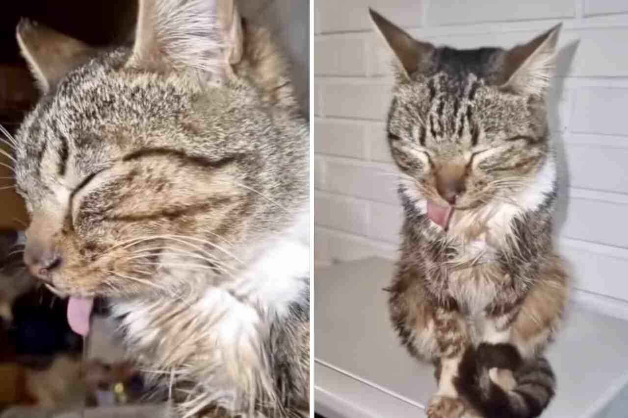 Try not to laugh at these videos of sleeping cats