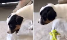 Vídeo: cachorro vai ao veterinário e vomita objeto surpreendente