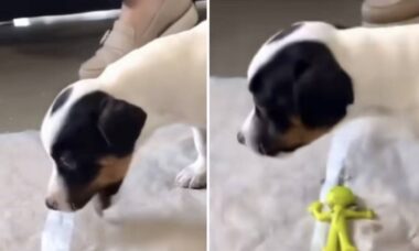 Vídeo: cachorro vai ao veterinário e vomita objeto surpreendente