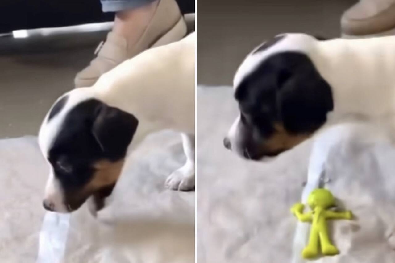 Video: Perro va al veterinario y vomita un objeto sorprendente