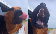 Vídeo mostra o que o vento faz com cachorro que tem boca gigantesca