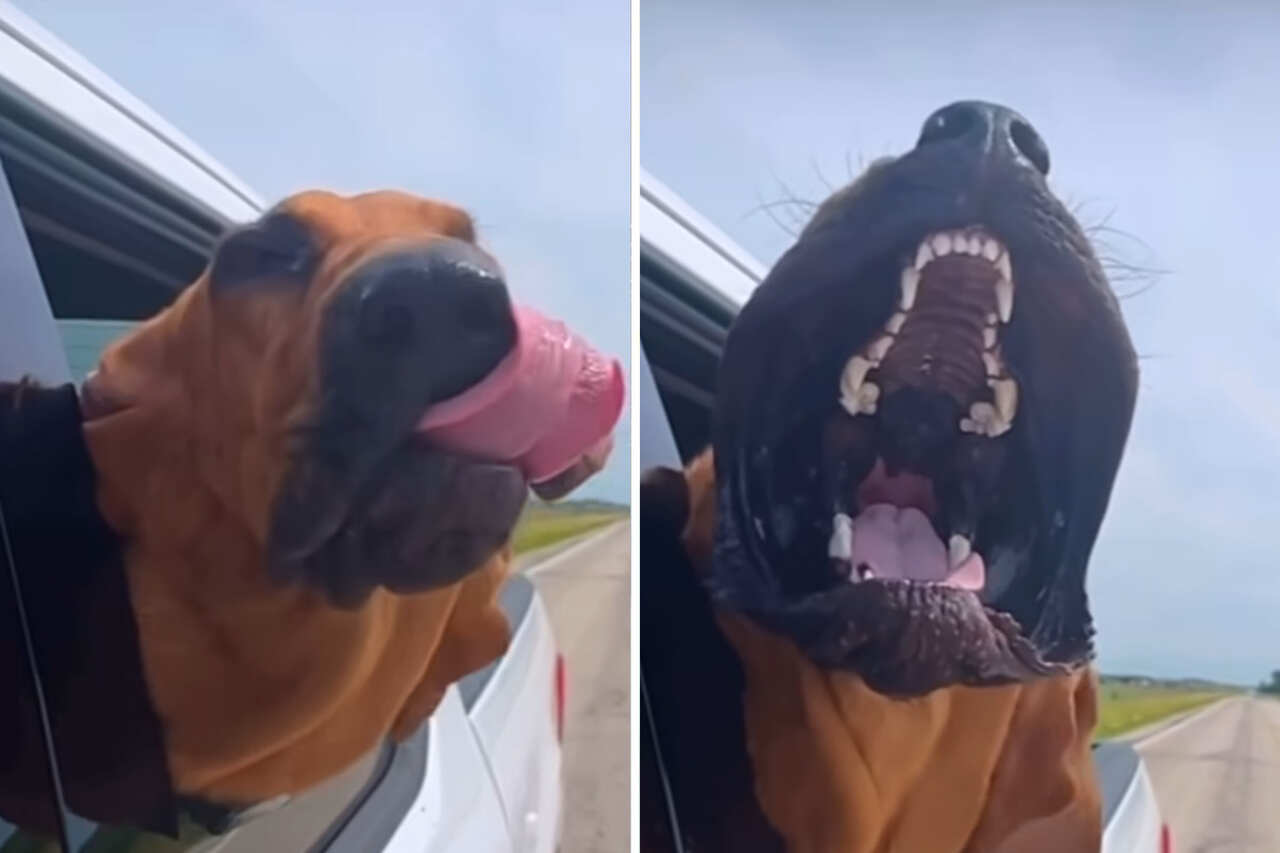 Il video mostra cosa fa il vento a un cane con una bocca gigantesca