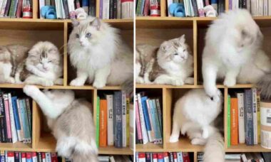 Vídeo hilário: gatos trocam socos em prateleiras de biblioteca