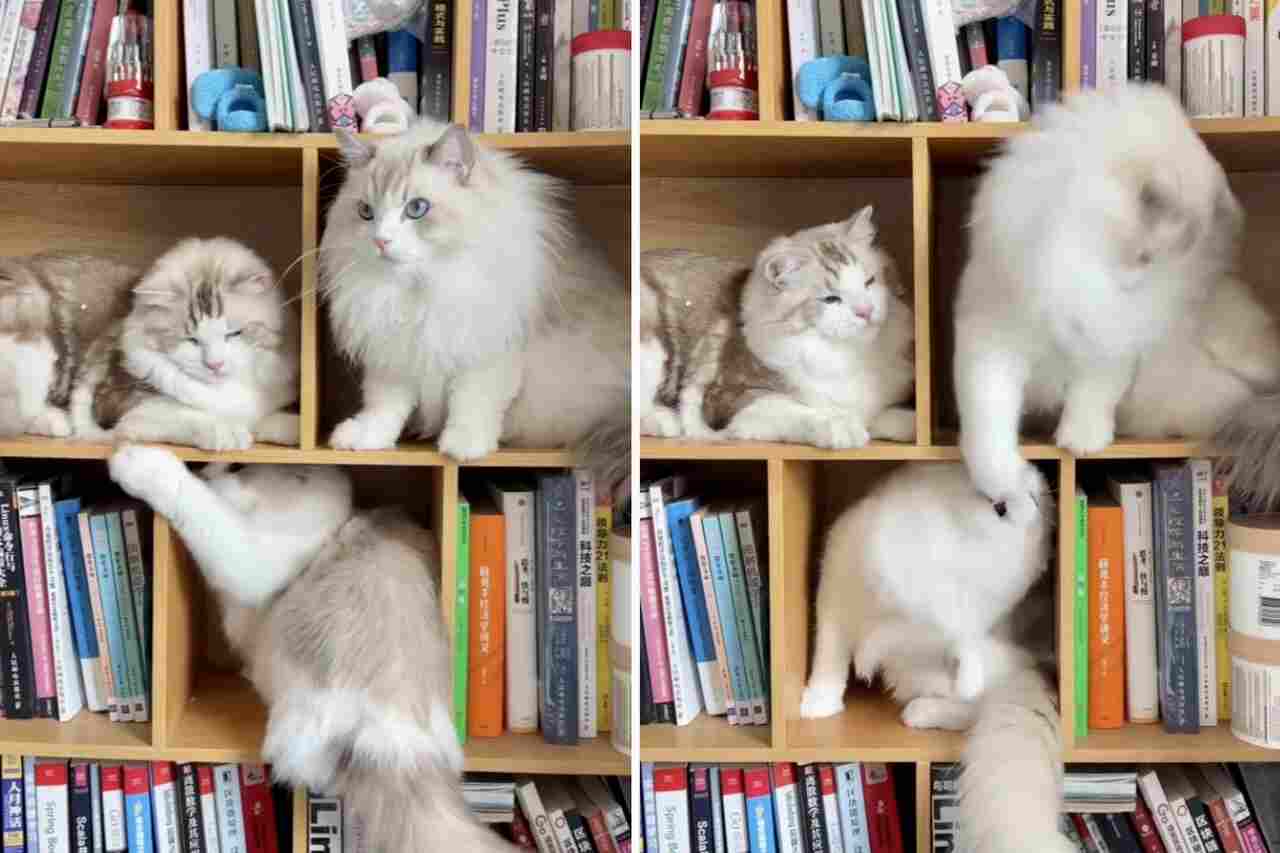 Video amuzant: Pisicile își schimbă lovituri pe rafturile bibliotecii