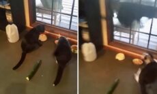 Coletânea de vídeos mostra como os gatos morrem de medo dos pepinos