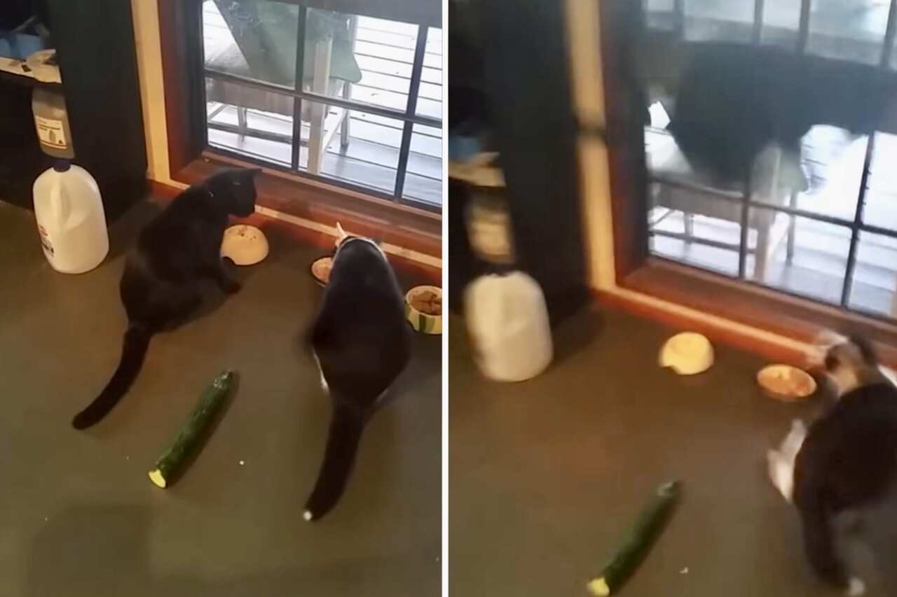 Compilation of videos shows how cats are terrified of cucumbers
