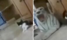 Vídeo: vestido de bichano gigante, dono quase mata seu gato do coração