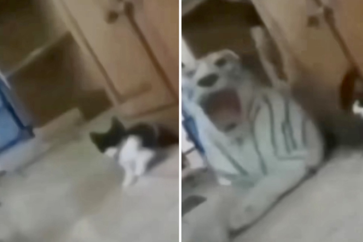 Video: Pukeutuneena jättiläiskissaksi, omistaja melkein aiheutti kissalleen sydänkohtauksen