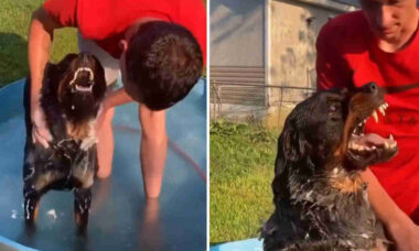 Vídeo: dono se arrisca para dar banho em cão rottweiler visivelmente contrariado