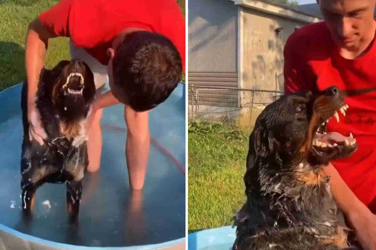 Video: Besitzer wagt es, einem offensichtlich verärgerten Rottweiler ein Bad zu geben