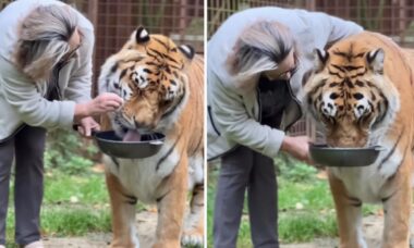 Vídeo impressionante: conheça a mulher que tem um tigre de estimação