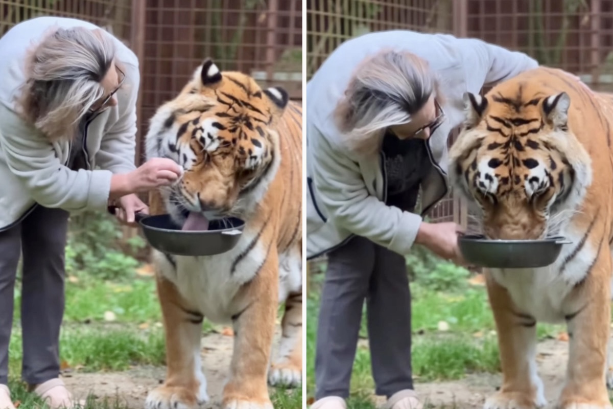 Video impresionante: conozca a la mujer que tiene un tigre como mascota