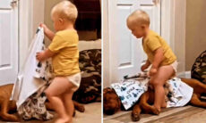 Vídeos: não há coisa mais fofa do que imagens que juntam cães e crianças