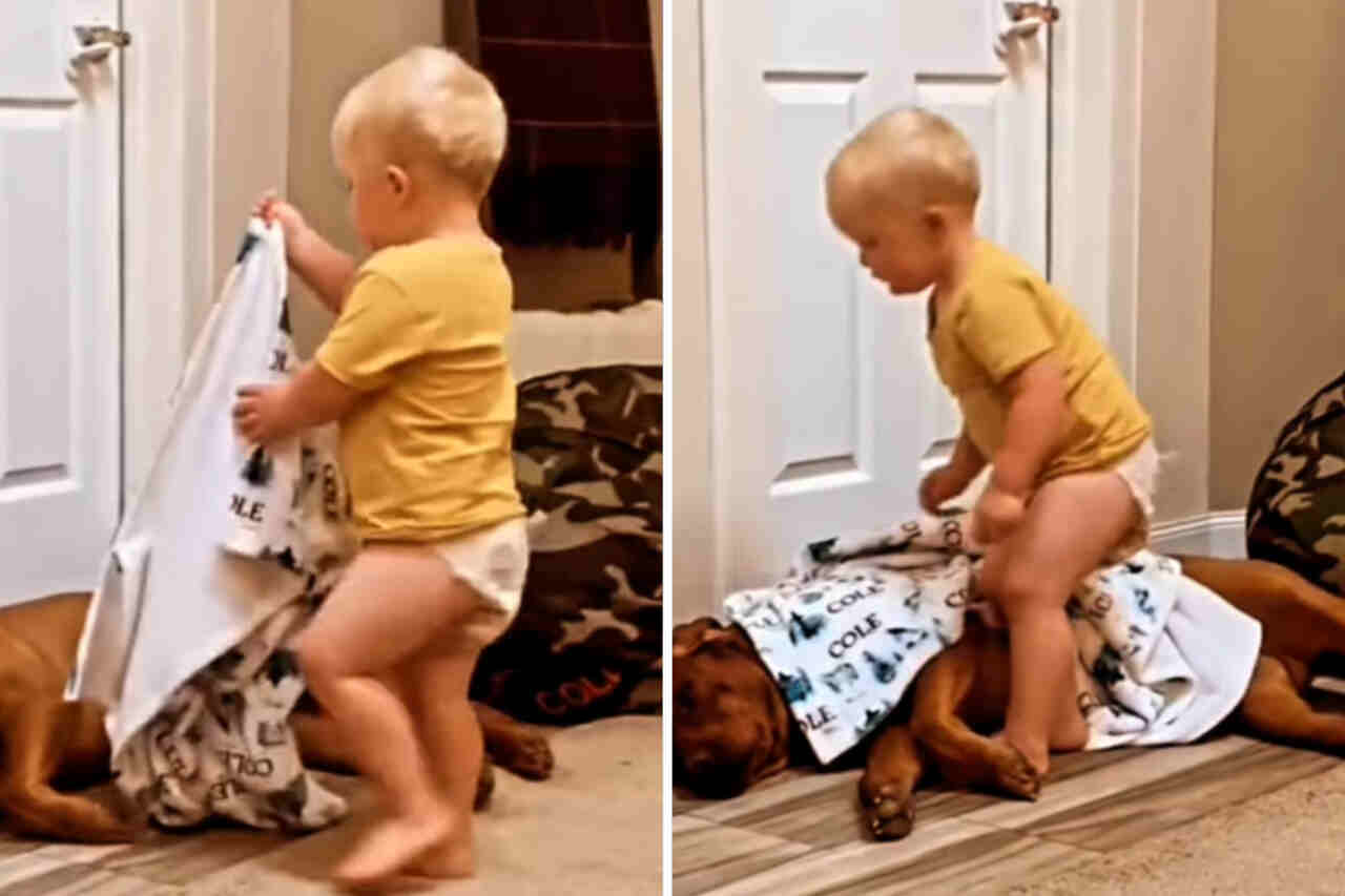 Videos: there's nothing cuter than images that bring together dogs and children