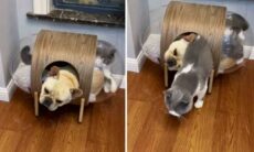 Vídeo: gato entra em casinha com buldogue francês gasoso e se arrepende