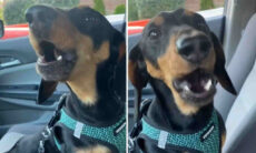 Vídeo hilário: cãozinho arrebenta em versão melancólica de 'I Will Always Love You'