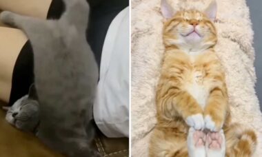 Vídeo fofo: essa compilação de gatos dormindo vai alegrar o seu dia